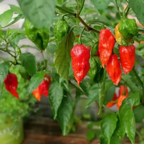 Sementes de pimenta