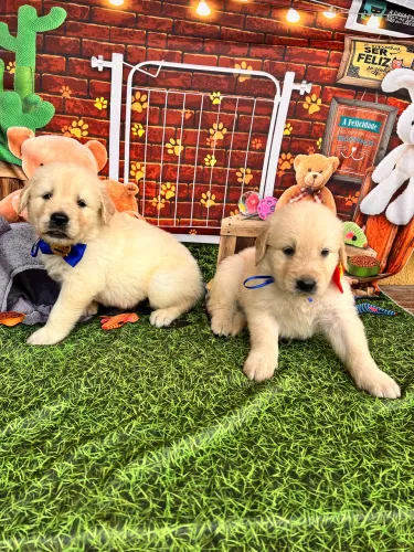 Golden retriever filhotes puros a pronta entrega Pedigree 