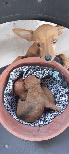 Animais de estimação - Pinscher