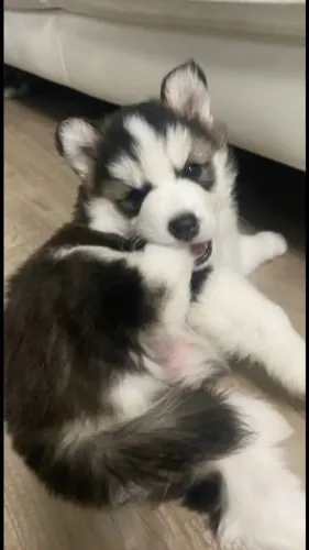 Husky siberiano Filhote lindo com presença que chama atenção
