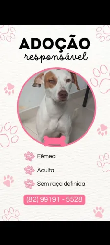 CACHORROS PARA ADOÇÃO