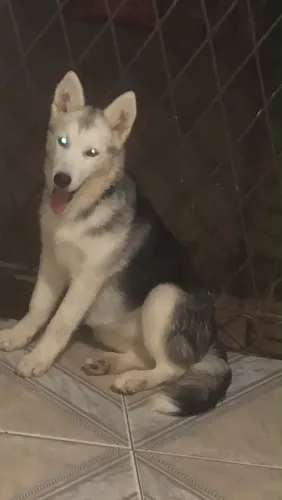 Husky siberiana fêmea