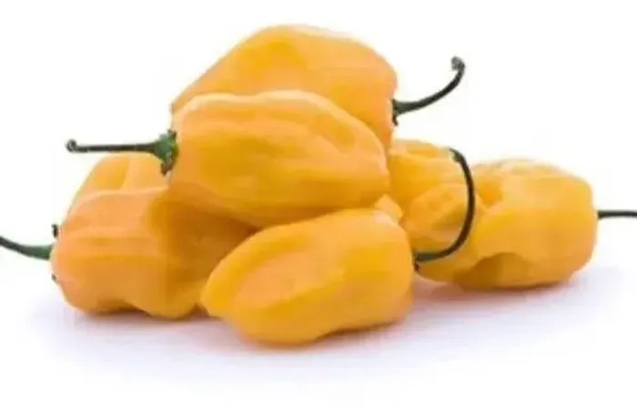 Pimenta Habanero Amarela Fresca In Natura - Lote Direto do Produtor