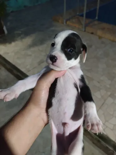 Filhotes de Fox Paulistinha e Pitbull (leia o anúncio)