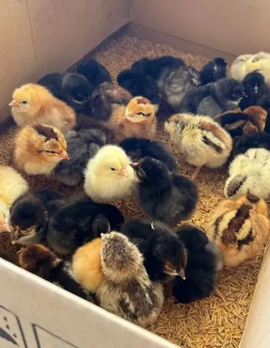 Pintinhos GLC ( galinha de linhagem caipira)
