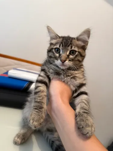 Doação de gato