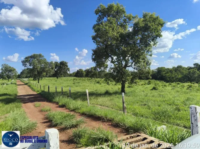 Fazenda à Venda em Araguaçu TO | 504 Alqueires Formados