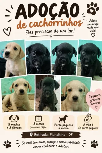 Adoção