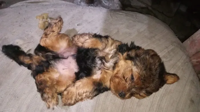 YORKSHIRE TERRIER