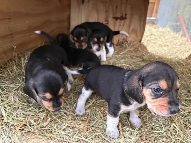 Filhotes de Beagle | Companhia que faz bem demais.