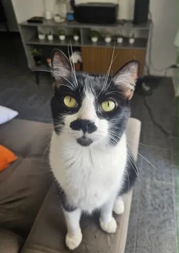 GATO FRAJOLA