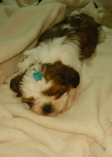 Shihtzu