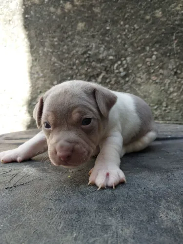 fêmeas Terrier Brasileiro 