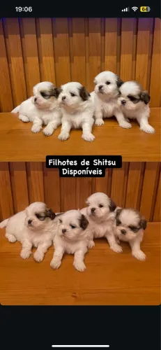 Filhotes de Shitsu