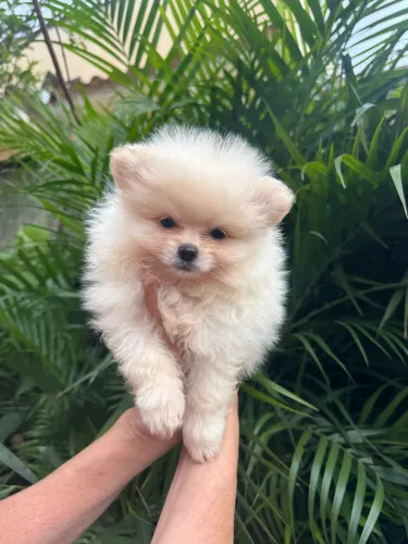 Vendo filhote de Lulu da pomerania