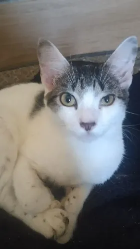 Doa-se Gatos