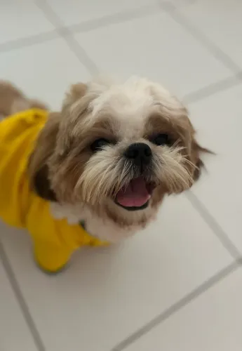 Shitzu macho para cruzar 