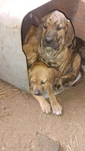 Filhotes fila brasileiro