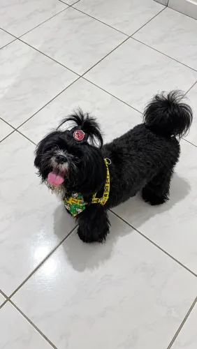 Shitzu macho pra cruzar