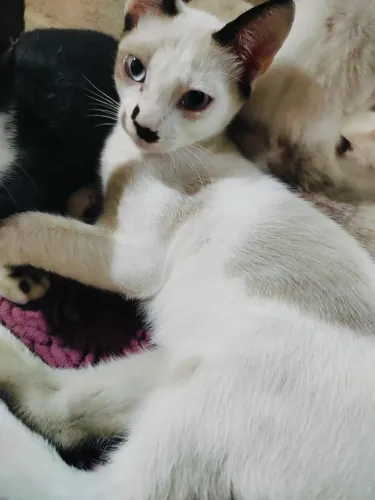 Doação de Gatinhos