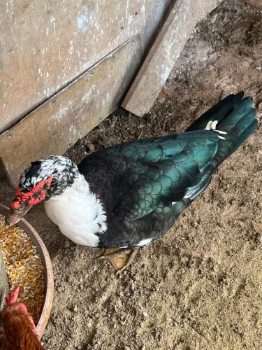 Patos Lindos