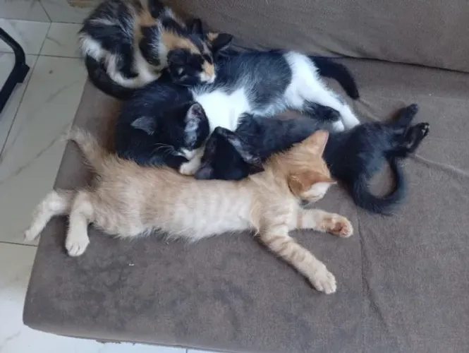 FILHOTES DE GATOS PARA ADOÇÃO