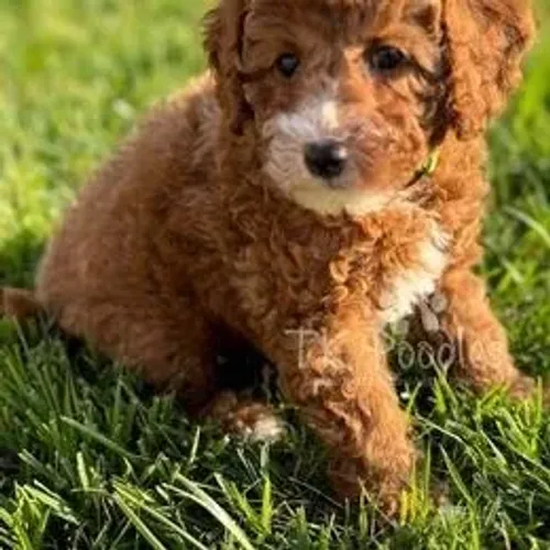 Poodle,Poodle Filhote Top Padrão da Raça