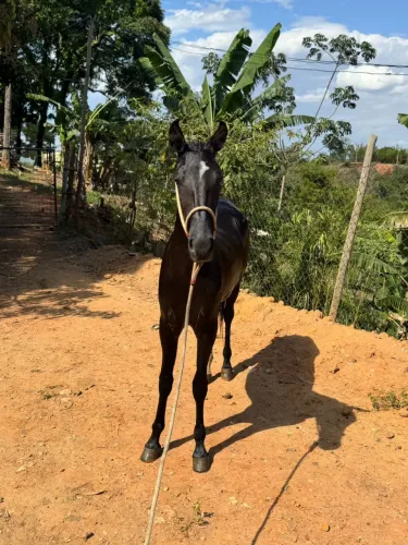 Potra mangalarga 
