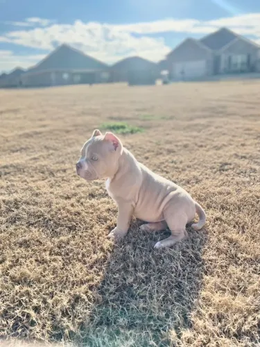 American Bully Porque A Vida Fica Mais Bonita Quando Compartilhada