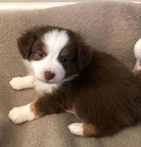 Border Collie chocolate 