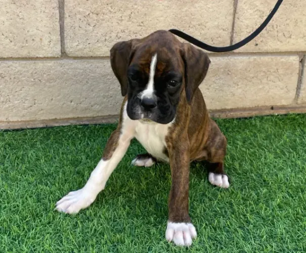 Boxer,Boxer Filhote Top Padrão da Raça