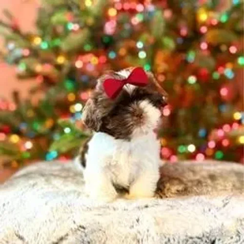 Lhasa Apso,Lhasa Apso Filhote Selecionado Alta Procedência