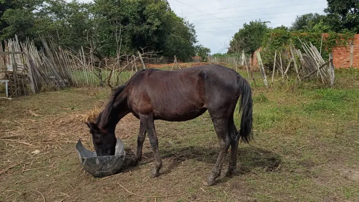 Égua manga larga marcha batida prenha de jumento pega