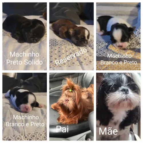 Bella Jhoy Canil. Filhotes de Shih-tzu