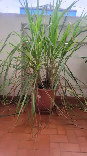 Planta vigorosa capim santo