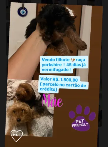 Filhote macho raça yorkshire a venda 45 dias, já vermifugado