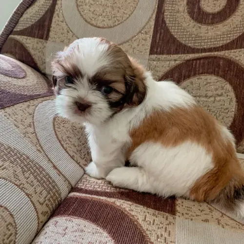 Shih tzu lindos filhotes