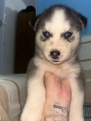 Husky siberiano