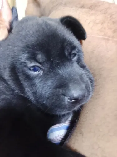 Filhote de cachorro Chow Chow