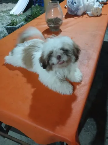 Cachorra shih-tzu fêmea