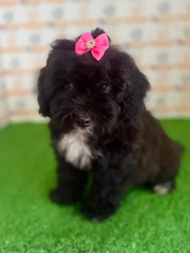 Poodle Fêmea 