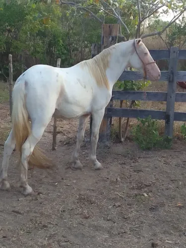 Cavalos