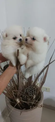 Lindos e Fofinho Spitz Alemão Branco Macho Canil Lienn 