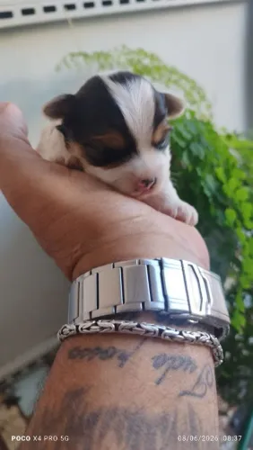 Lindos filhotes de Biewe terrier
