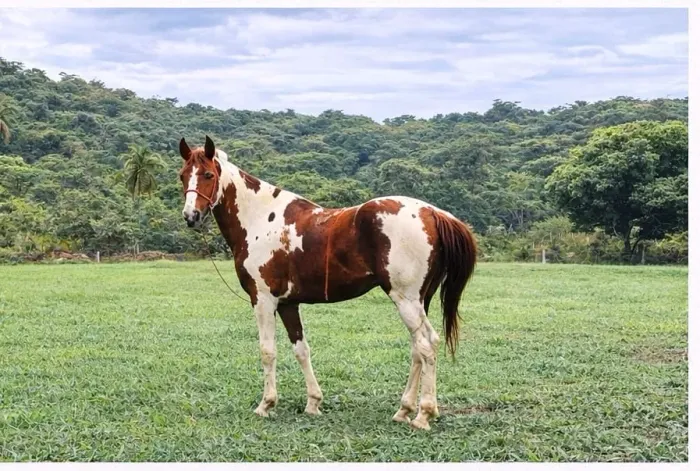 Cavalo Manga Larga