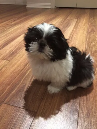 Shih tzu alegria para toda sua familia HOJE IMPERDIVEL