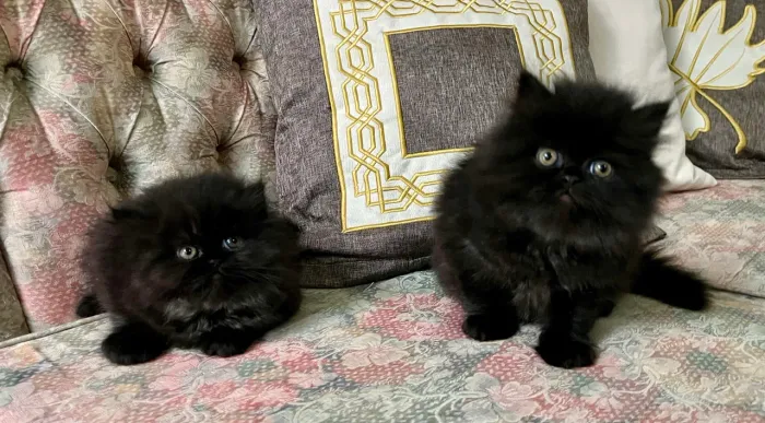 Gatinhos Persas