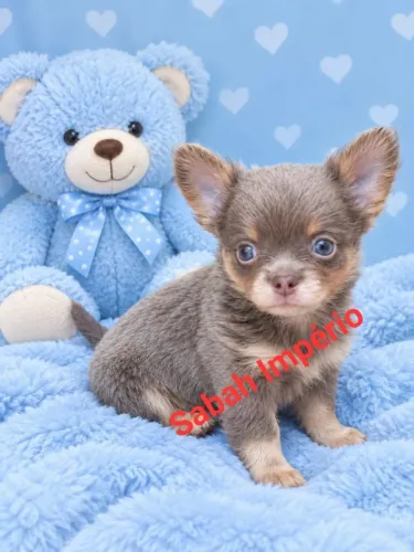 Filhote Chihuahua