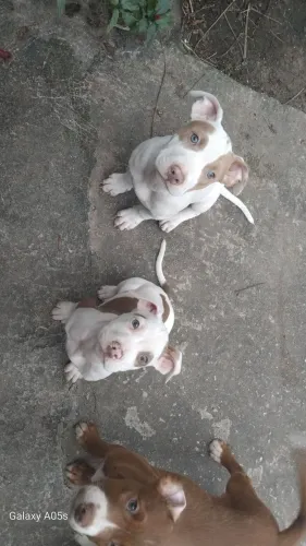Filhotes monster com apbt