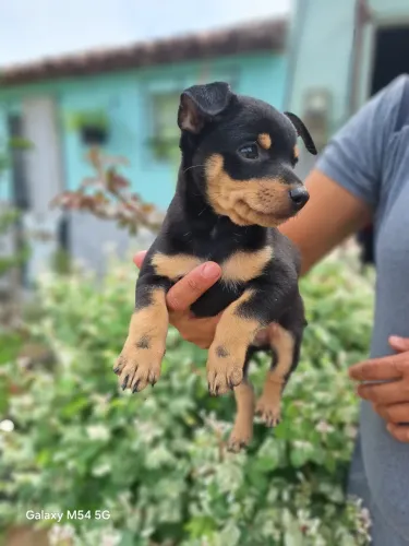Cachorros pinche número 1